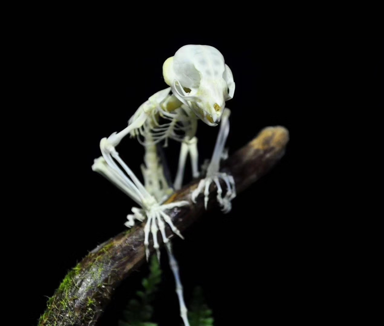 3D打印動(dòng)物骨骼